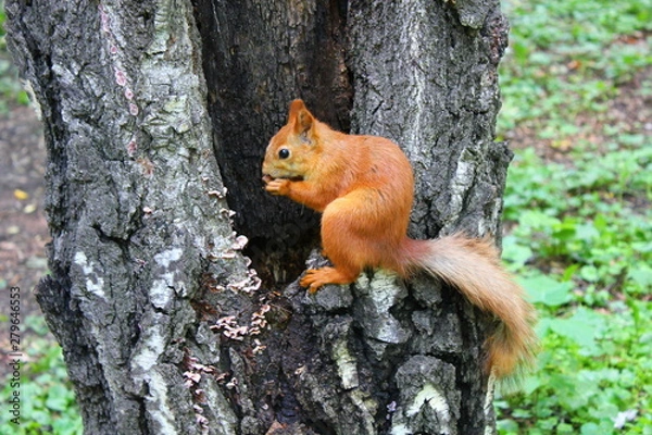 Fototapeta squirrel nibbles nuts sitting on a tree in the park