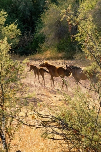 Fototapeta Horse in the forest