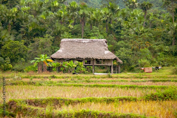 Fototapeta Fields and farmer's house in Vietnam