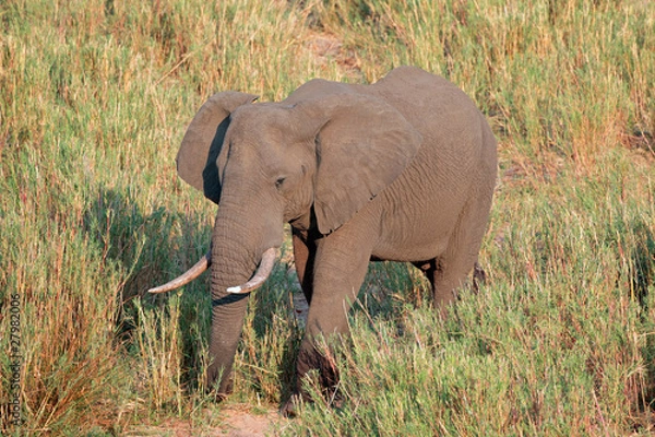 Obraz African elephant, Kruger N/P, South Africa