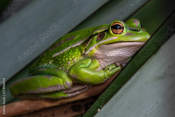 Fototapeta a green and golden bell frog close-up showing details of its body 