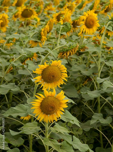 Fototapeta Sunflowers