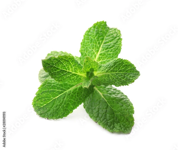 Fototapeta Branch of fresh mint isolated on white