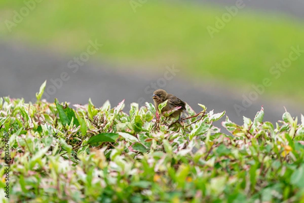 Fototapeta Yellow-crowned Euphonia Chick (Euphonia luteicapilla) in Costa Rica