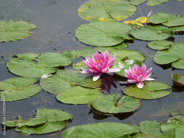 Fototapeta Colorful lotuses on the water surface