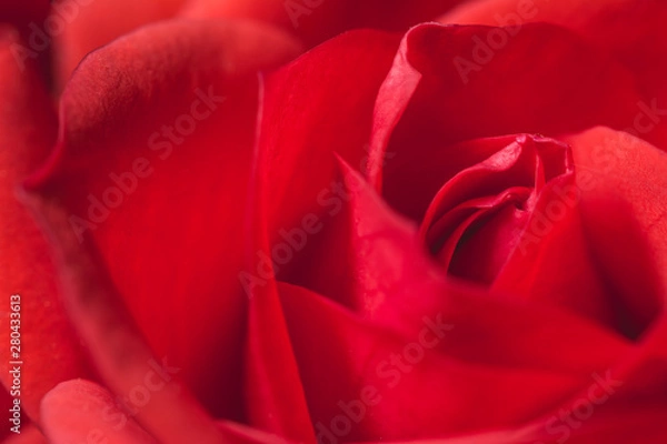 Fototapeta Passionate romantic red rose petals macro shot