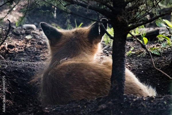 Fototapeta Red Fox