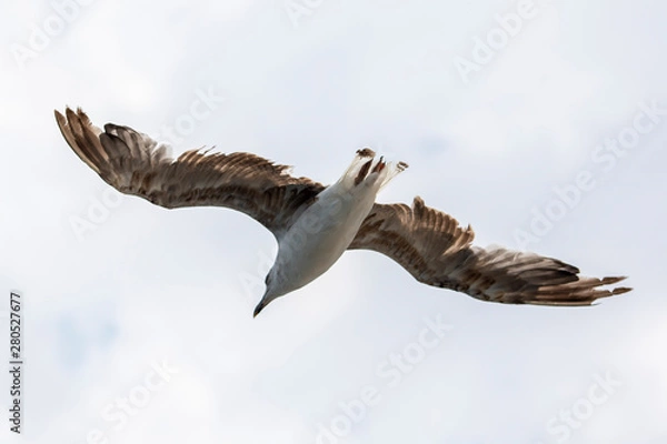 Fototapeta Seagull