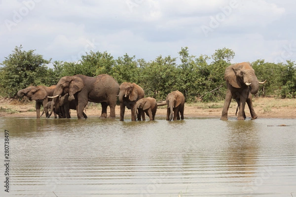 Fototapeta Afrikanischer Elefant / African elephant / Loxodonta africana