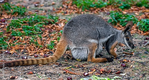 Obraz Yellow-footed rock wallaby on the ground in its enclosure. Latin name - Petrogale xanthopus