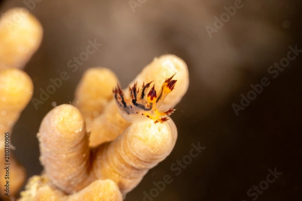 Fototapeta Seaslug, Nudibranch, Dendronotus is a genus of sea slugs, nudibranchs, marine gastropod molluscs in the superfamily Tritonioidea