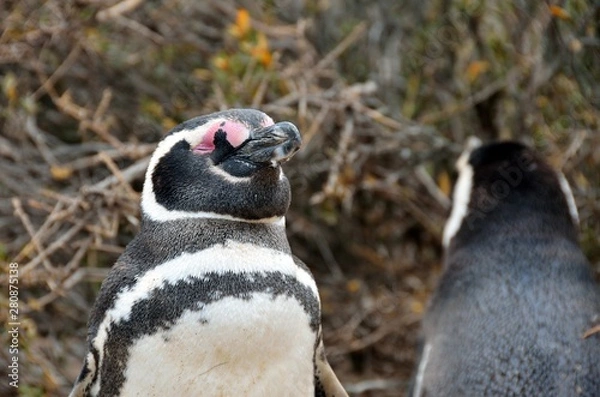 Fototapeta Magellan Penguin at Punta Tombo Reserve, Argentina. One of the largest Penguin Colony in the world, Patagonia