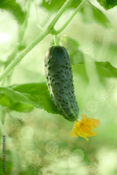 Fototapeta In the greenhouse grows a young  green cucumber with yellow flower