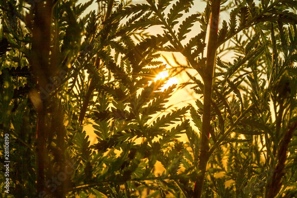 Fototapeta sun shines through grass on meadow