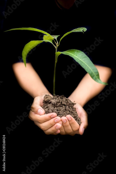 Fototapeta Close up of hands of a farmer holding a green-colored plant in his hands isolated on the white concept of van mohtsava and forest conservation.