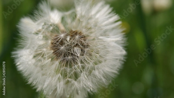 Fototapeta Taraxacum