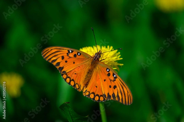 Fototapeta butterfly on flower