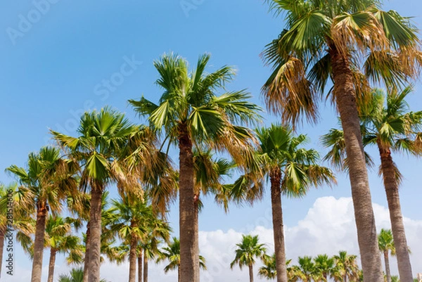 Fototapeta Palm trees and blue skies summer nature travel tropical abstract background