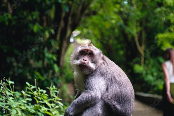 Fototapeta Monkeys of Bali