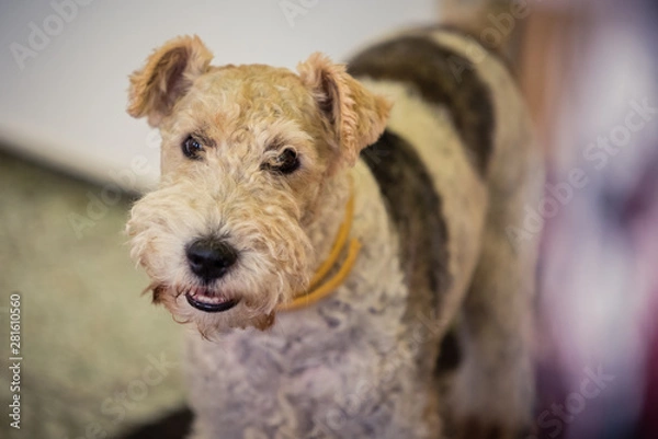 Fototapeta Terrier dog watching in the camera