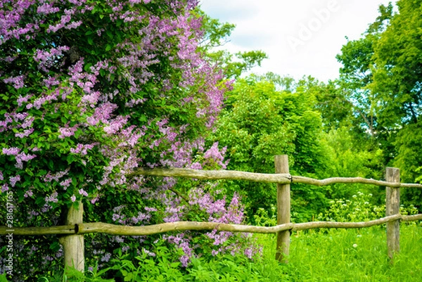 Fototapeta Flowering lilac with old wooden fence. Beautiful summer landscape for posters, prints, calendars, design. Wild nature, summertime. Forest, trees, garden, meadow. Blossoming fuchsia, purple flowers