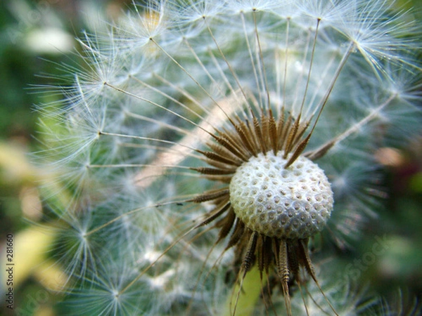 Obraz the dandelion