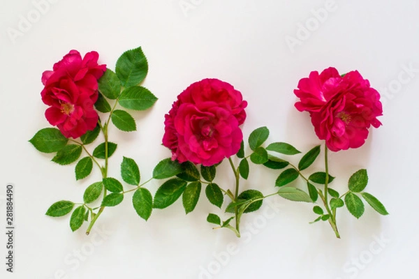 Obraz Romantic background with three red lavish tea roses on white background.