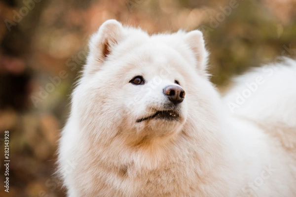 Fototapeta close-up of the muzzle of a large white fluffy dog