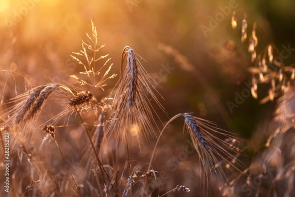 Fototapeta Golden hour view of dry grass and wheat