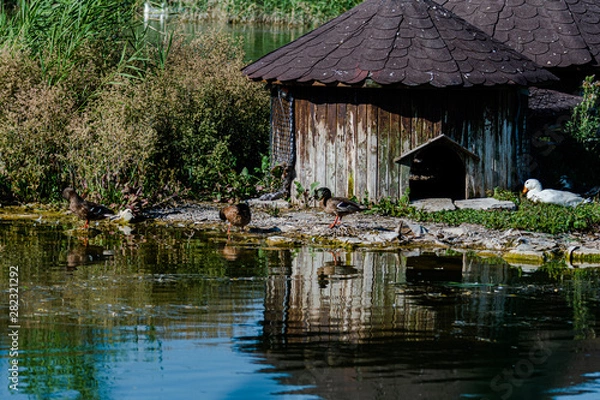 Obraz Wildlife scene from Mogan Lake, birds, ducks, nature