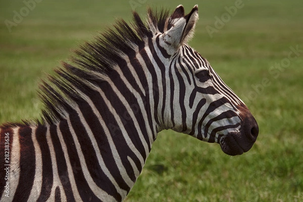 Fototapeta portrait of zebra in the national park