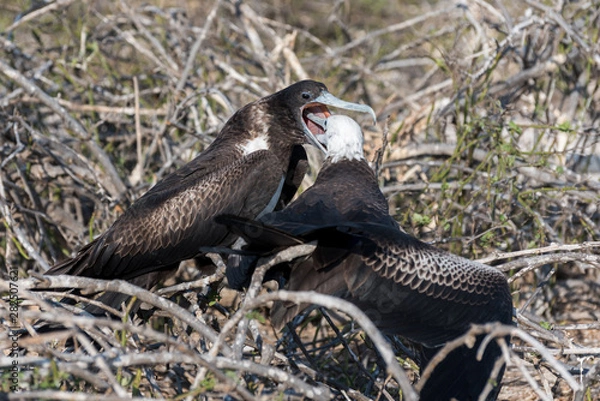 Fototapeta A female great Frigatebird feeds her chick on North Seymour Island, Galapagos Island, Ecuador.