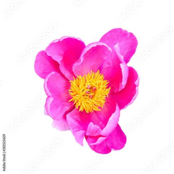 Fototapeta Pink Peony Flower. And beautiful background of green leaves.