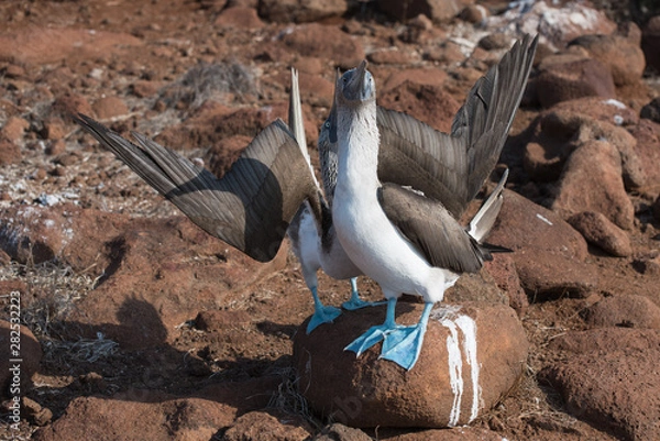 Fototapeta Mating dance of blue footed booby, North Seymour, Galapagos Islands, Ecuador.