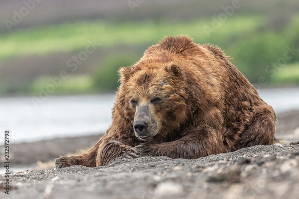 Fototapeta Ruling the landscape, brown bears of Kamchatka (Ursus arctos beringianus)