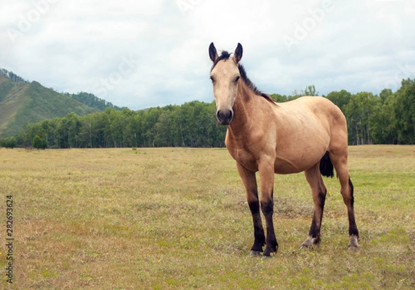 Fototapeta A very beautiful well-kept light brown horse grazes in a wonderful alpine meadow, eats fresh green grass. Mountains, ranch, summer, warm day