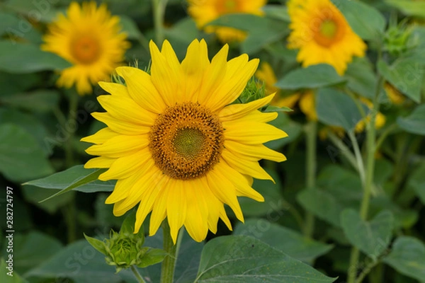 Fototapeta Sunflower flower for use as a background.