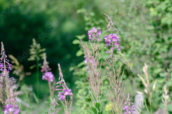 Fototapeta flowers in the garden