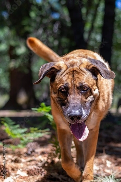 Fototapeta Dog running in park 