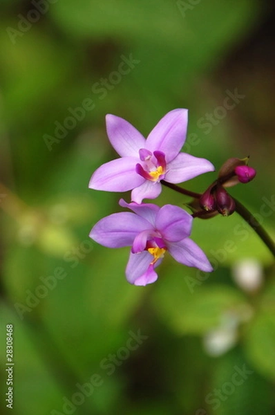 Fototapeta Orchidée sauvage