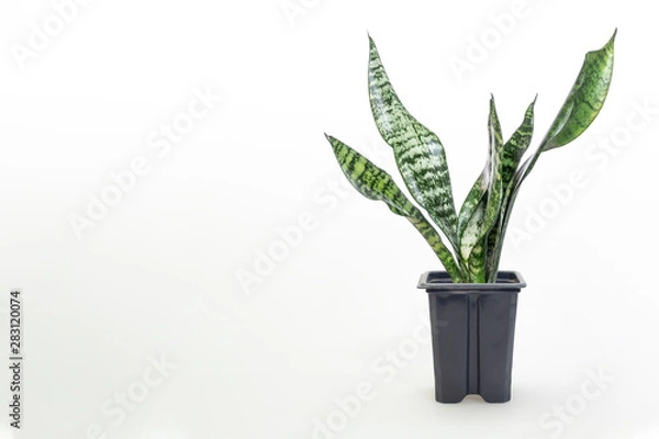 Fototapeta Sansevieria plant in pot on white table