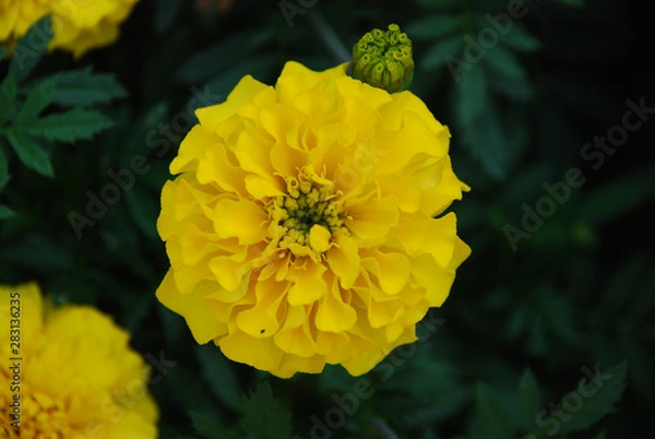 Fototapeta yellow flower in the garden