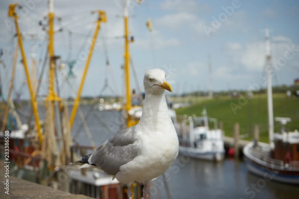 Fototapeta Möve Hafen Greetsiel