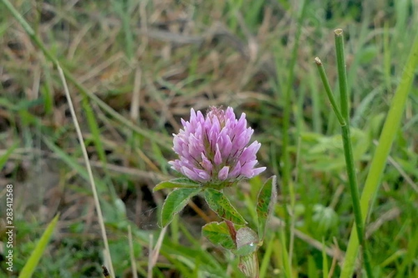 Fototapeta Kleeblüte lila