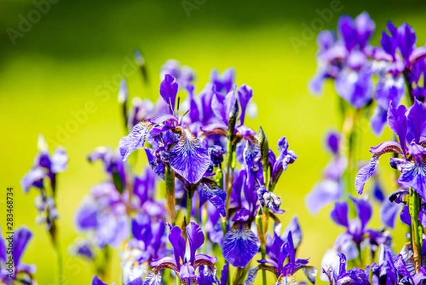 Fototapeta Blue irises bloom in the botanical garden 