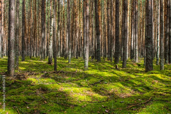 Fototapeta Coniferous forest with smooth parallel trunks of pine trees and soft green moss on a summer day