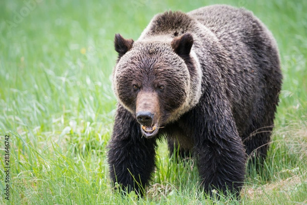 Fototapeta Grizzly bears during mating season in the wild