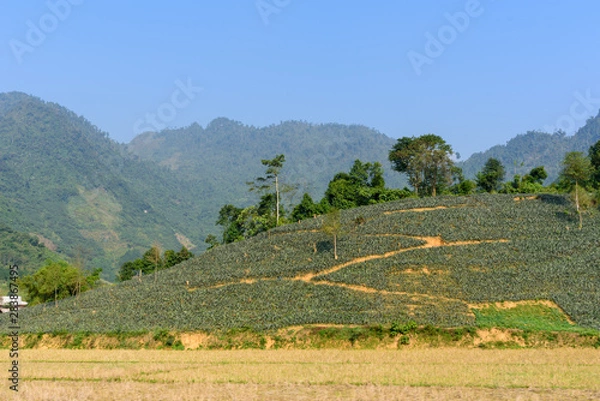 Fototapeta Vue des montagnes Nord Vietnamien, des rizières et des routes