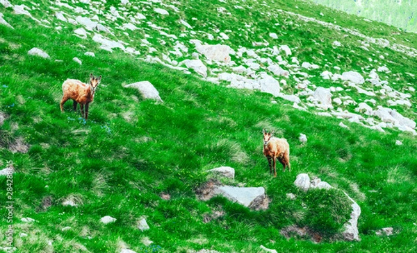 Fototapeta Two young wild alpine goats, green alpine mountain nature on the background.