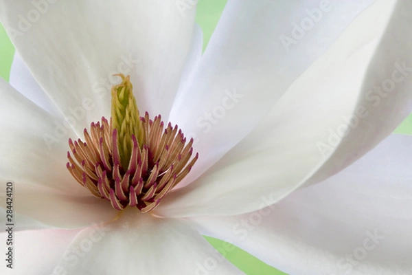 Fototapeta Detail of magnolia flower. 